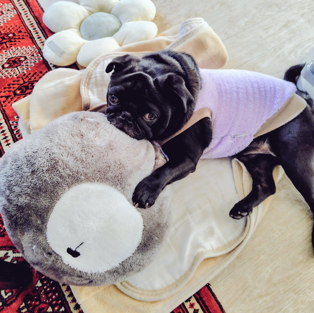 お気に入りのクッションだよ💖
#パグ　#黒パグ