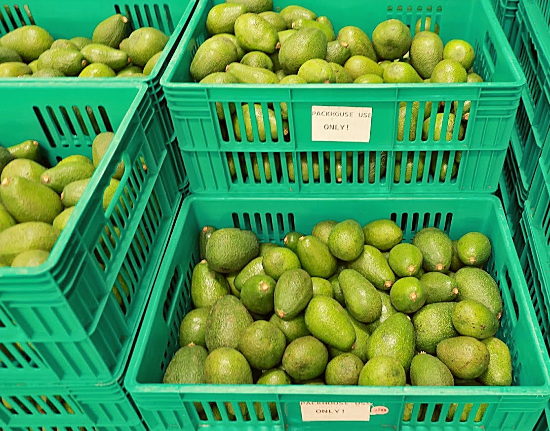 epzakenya's tweet photo. #Didyouknow #Avocadoprocessing is one of the available investment opportunities in #TheEPZprograminKenya.
Are you processing avocados for export? Talk to @epzakenya https://t.co/hDWWbQCaFL