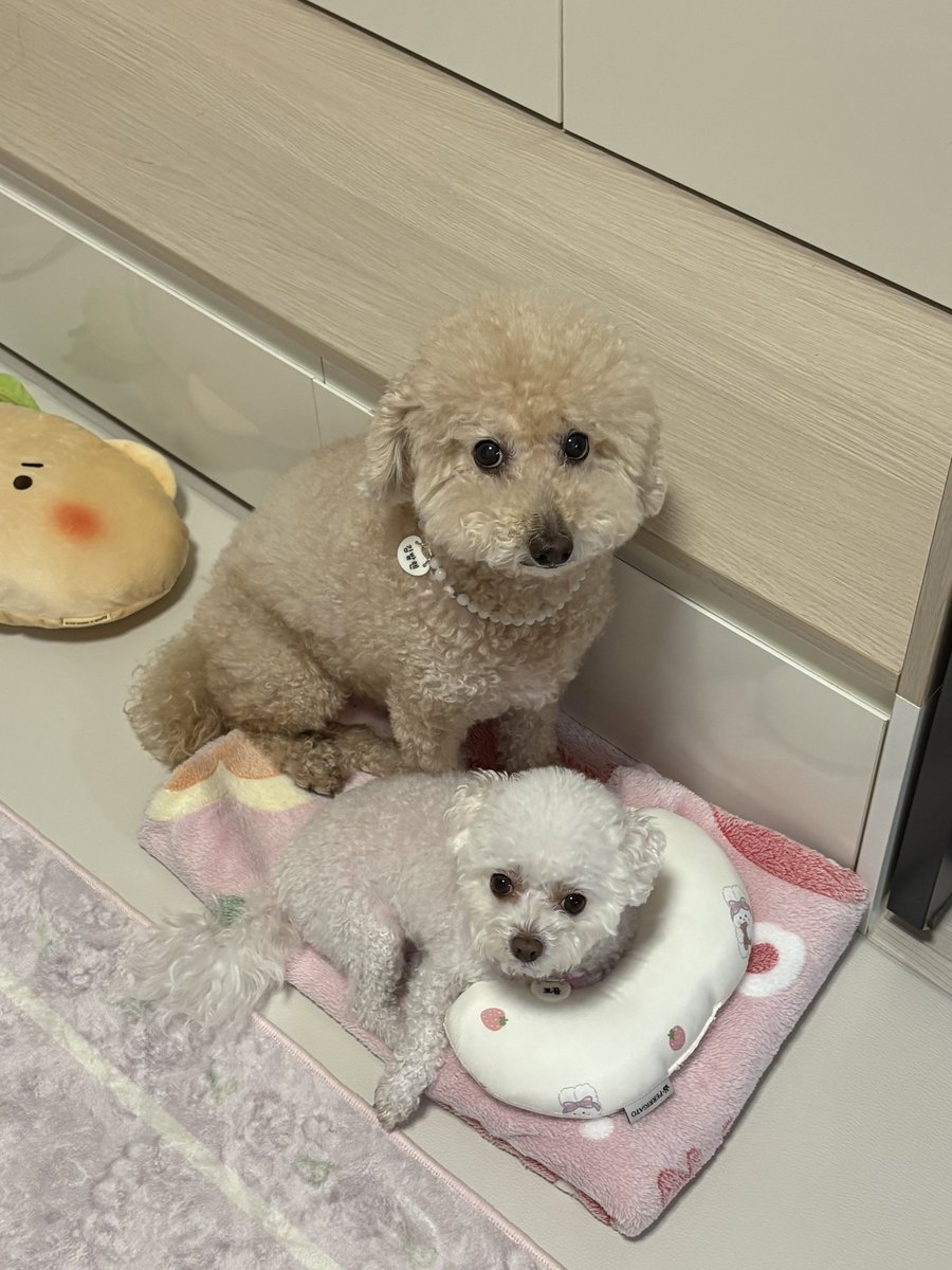 뽀끔밥 tweet media