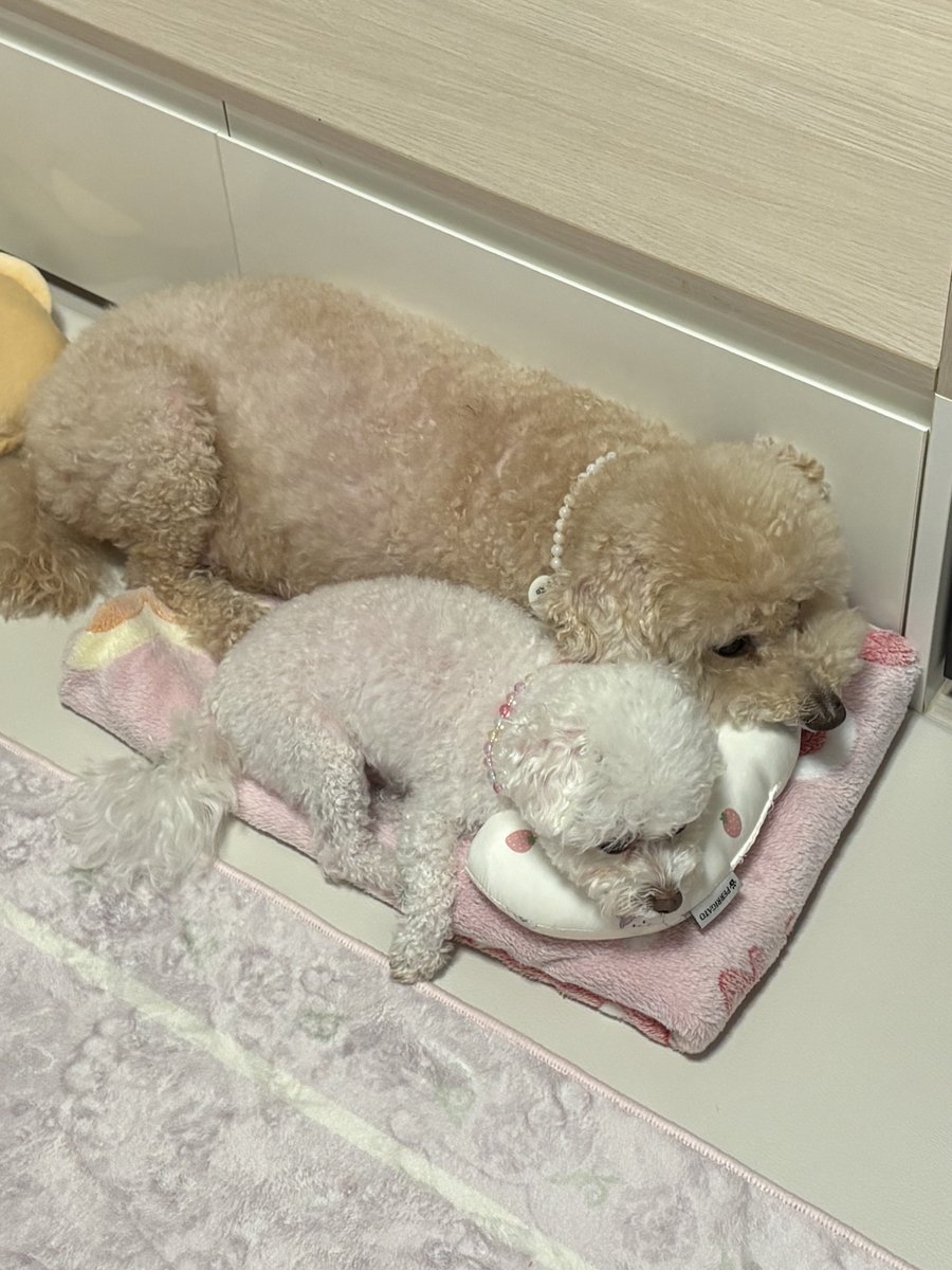 뽀끔밥 tweet media