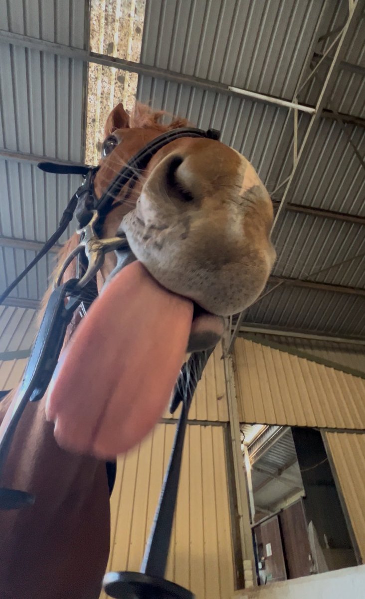 Lunar & Sunny 🐴 tweet media