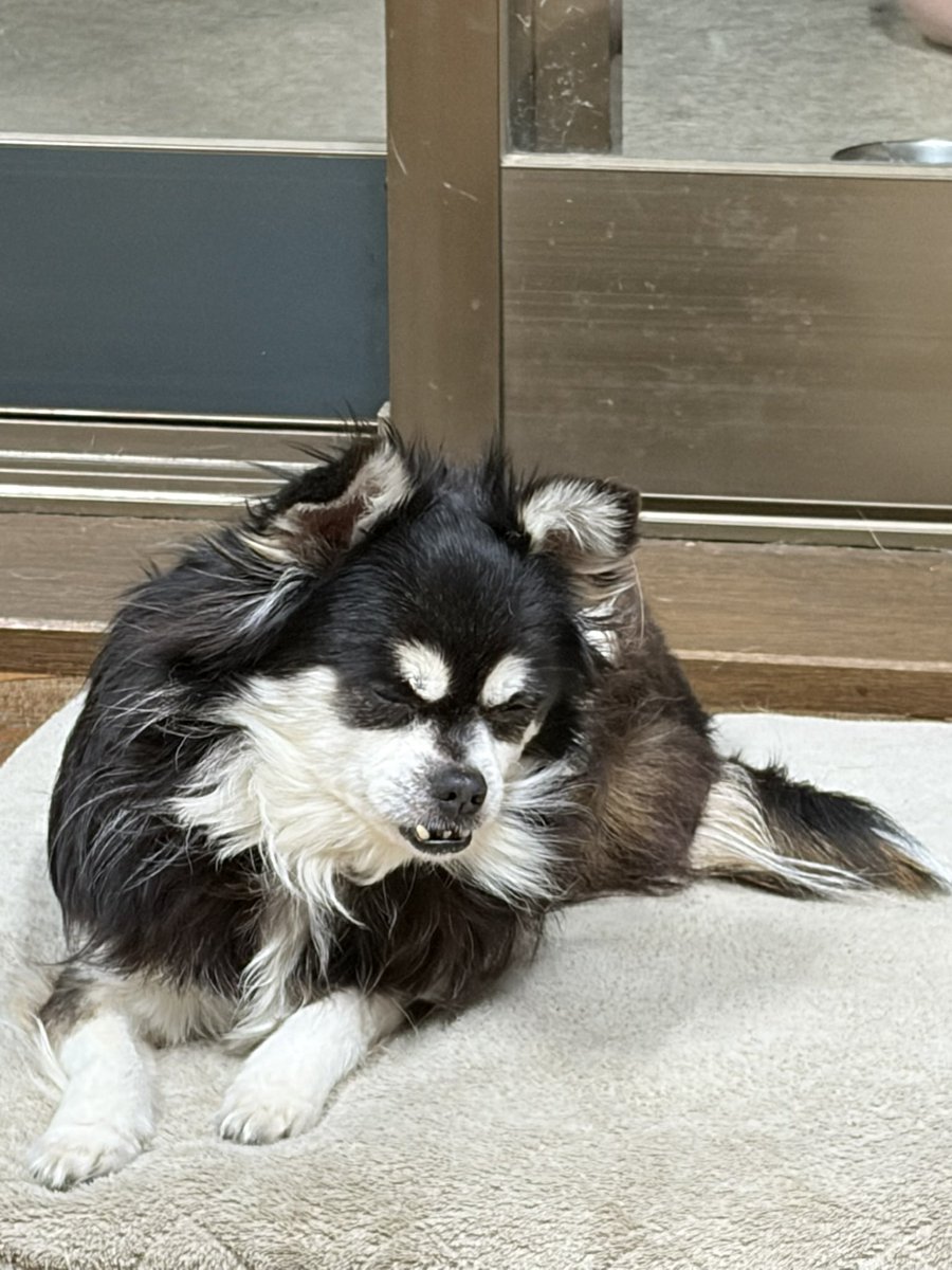 Eiton0223's tweet photo. 居眠りかと思いきや瞑想してる犬 https://t.co/E4FEi7SKom