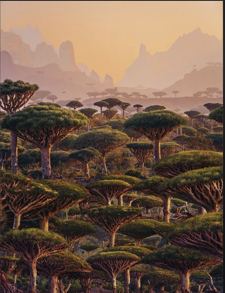 ريم 🌹 tweet media