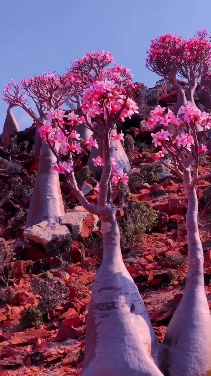 ريم 🌹 tweet media