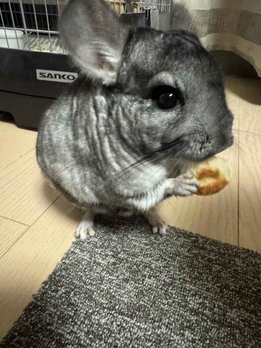 Genking19821204's tweet photo. 今日、3月10日は、息子おはぎの5歳の誕生日！娘の無添加手作りベーグル🥯を食べご満悦💕おめちゃん❤️
#ちんちら
#チンチラ
#誕生日
#5歳 https://t.co/HyRMbBy5rb