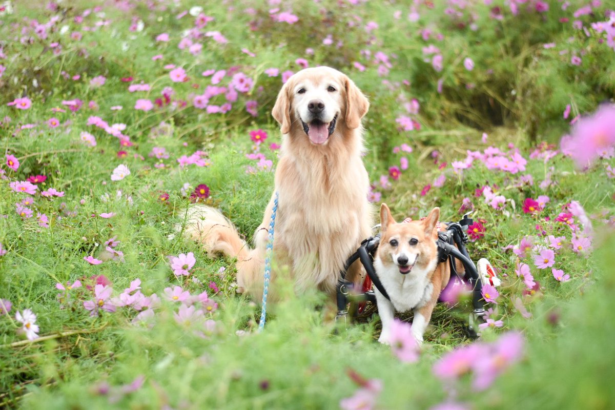 えりな tweet media