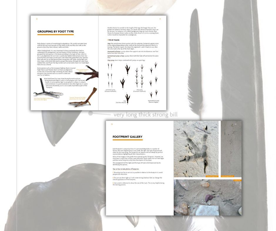 lynxnaturebooks's tweet photo. Birds That Leave Their Mark: a fascinating guide to reading the hidden stories birds leave behind. 𓅰 𓅬 𓅭 𓅮 𓅯
#BirdTracking #BirdsThatLeaveTheirMark #Ornithology #Birdwatching #LynxNatureBooks #WildlifeBooks #NatureObservation https://t.co/xrjQIueJvL