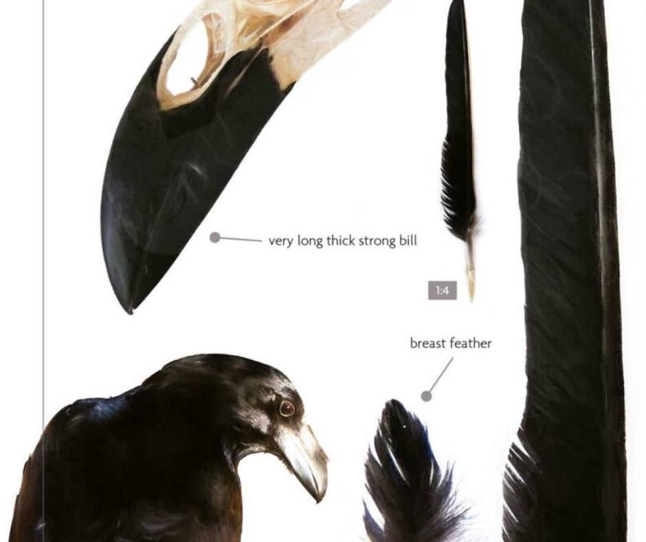lynxnaturebooks's tweet photo. Birds That Leave Their Mark: a fascinating guide to reading the hidden stories birds leave behind. 𓅰 𓅬 𓅭 𓅮 𓅯
#BirdTracking #BirdsThatLeaveTheirMark #Ornithology #Birdwatching #LynxNatureBooks #WildlifeBooks #NatureObservation https://t.co/xrjQIueJvL