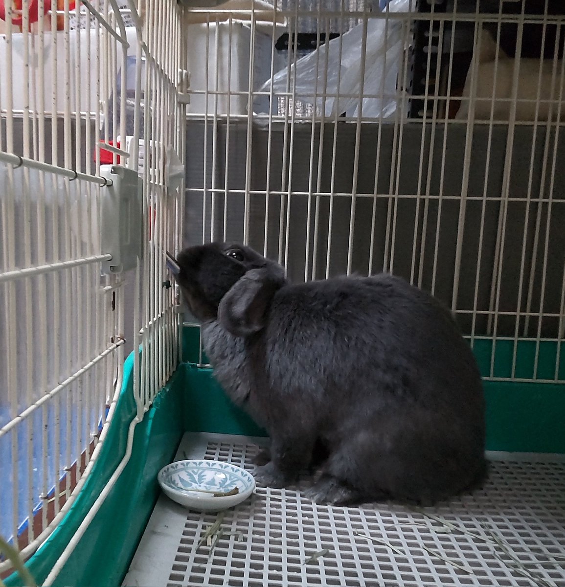 polepole_poele's tweet photo. ろーっちゃんプチ鬱滞〜(T_T)

昼過ぎに起きたら殿からそう言われ、恵差し出すも食べず。
エライコッチャと簀巻きにしてプリンペラン投与。ちょっと口元濡れたがまぁ半量は入ってるはず。

とっておきのりんごストレート果汁はお気に召さず、りんごも食べず…

いつもの段上でもすっとな https://t.co/Nn52Mq5yoR