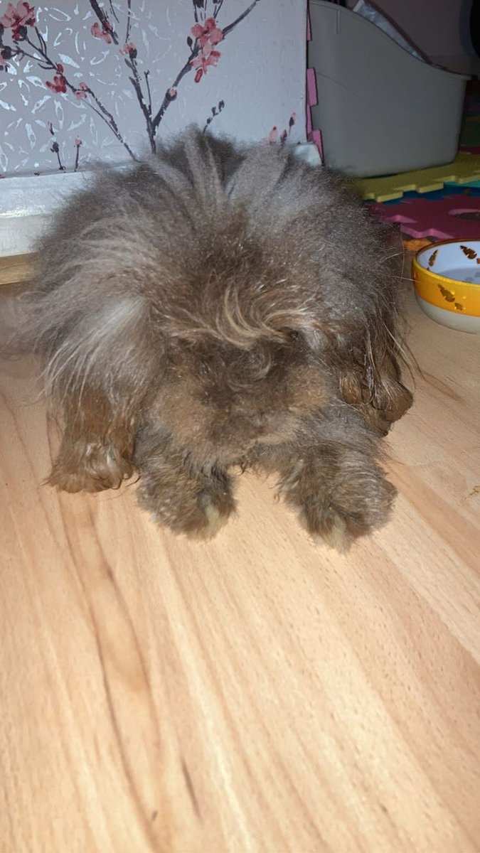 PyramidsWifey's tweet photo. On 03.03.26 I had to say goodbye to my lil bundle of joy called Bruce. He was the best fluffer there ever was, always coming up for pets and snacks. He was here for me whenever I needed him most. He was going for his usual dental trim appointment in the morning…🧵 https://t.co/BcwO460Bh1