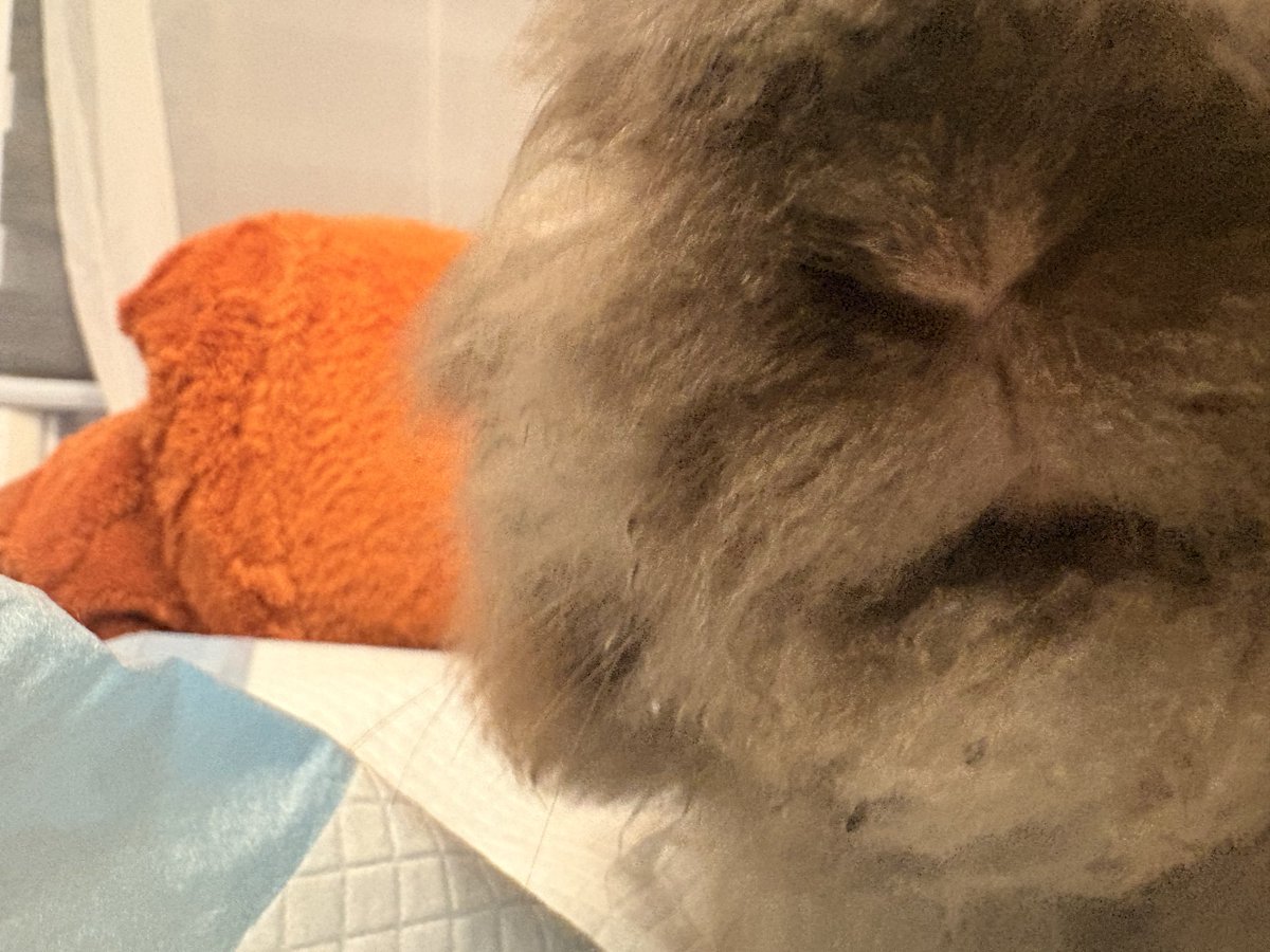 PyramidsWifey's tweet photo. On 03.03.26 I had to say goodbye to my lil bundle of joy called Bruce. He was the best fluffer there ever was, always coming up for pets and snacks. He was here for me whenever I needed him most. He was going for his usual dental trim appointment in the morning…🧵 https://t.co/BcwO460Bh1