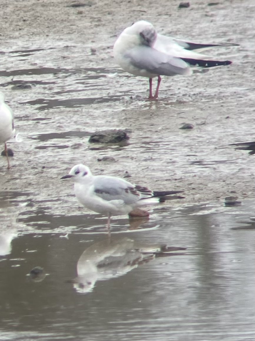 Mark Bailey tweet media