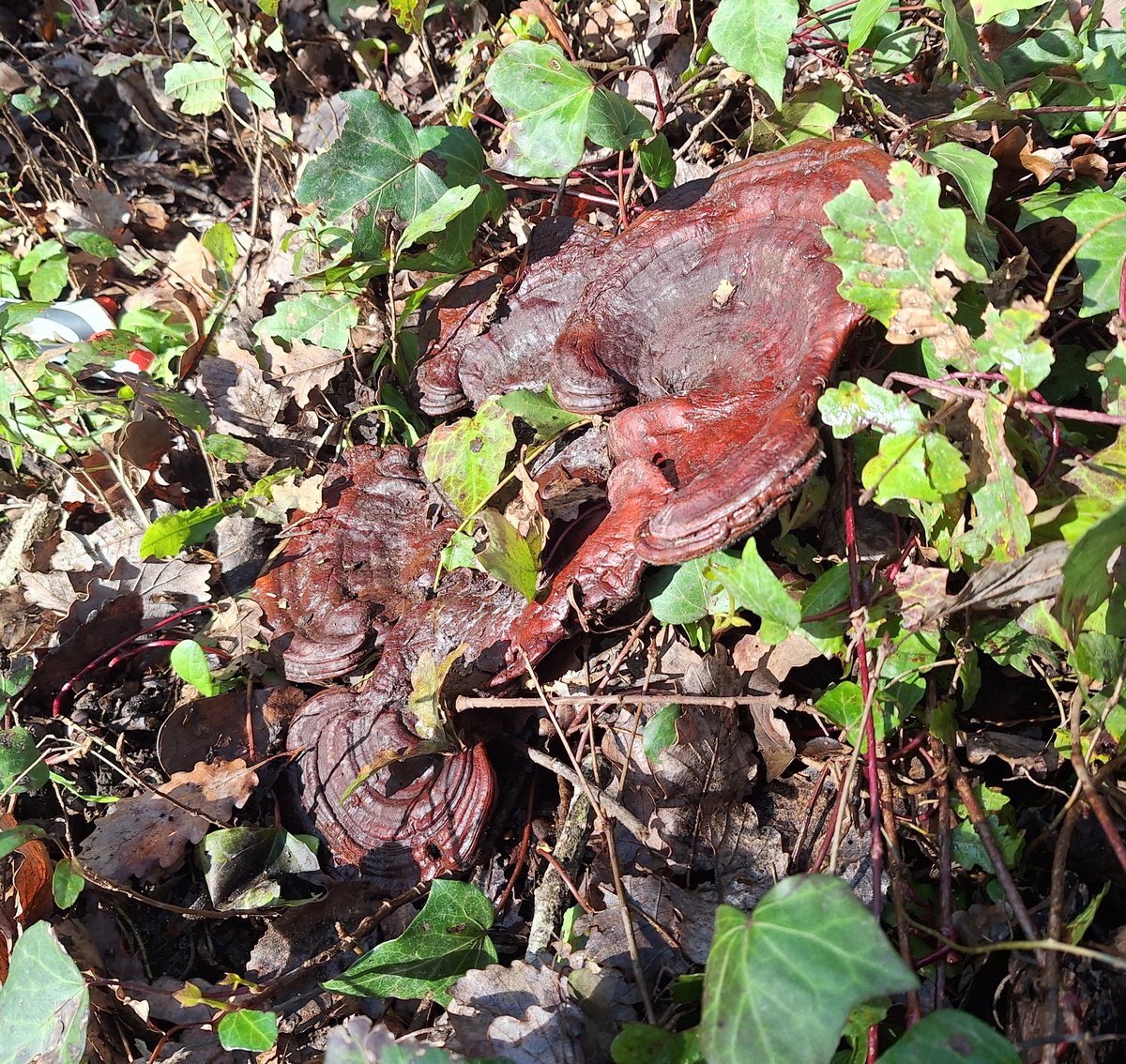 Begonya Torres tweet media