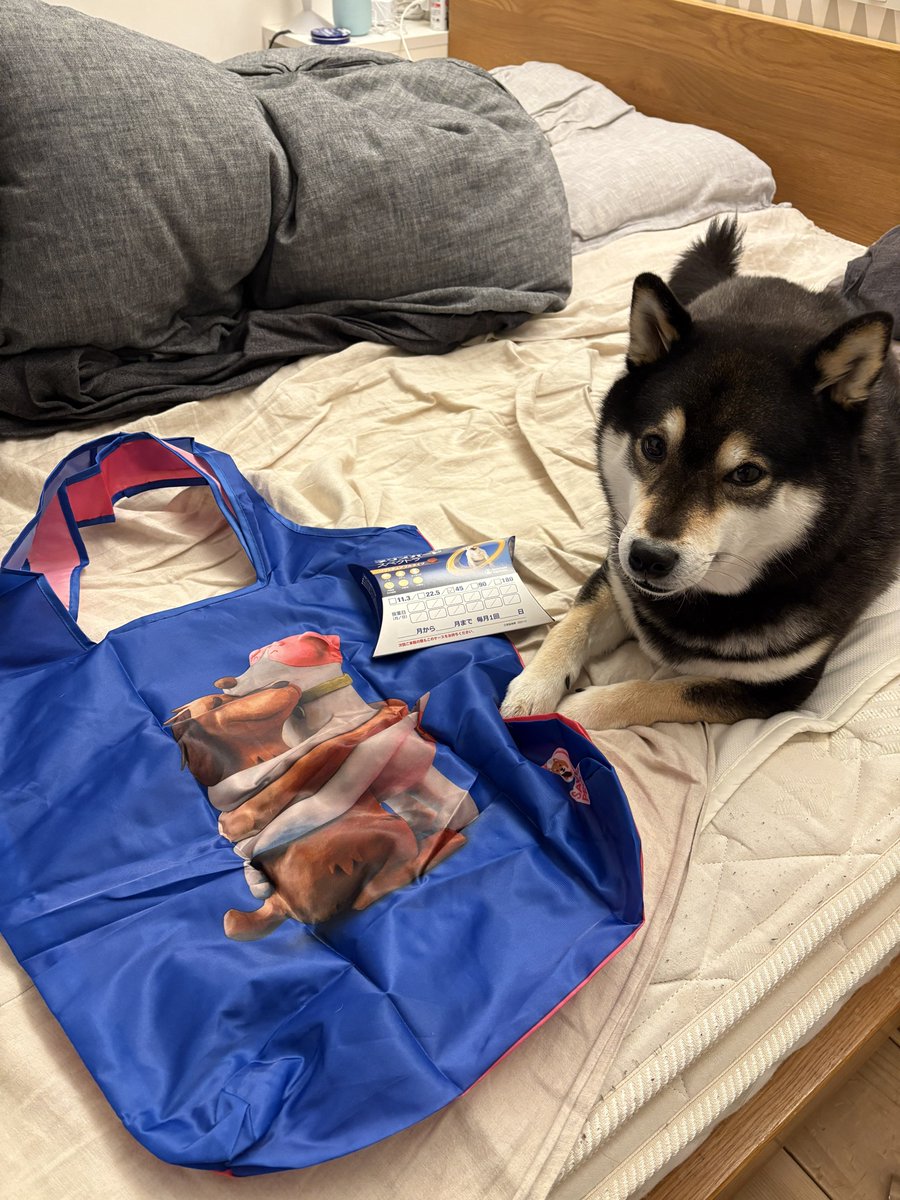 今日は寒かったけど、最近暖かい日も多いので、いつもより早めにネクスガード購入。

毎年動物病院でもらえるノベルティ、今年はピンクのエコバッグ。For every dog🐶
裏はワンコが抱き合ってる柄✨めっちゃ可愛い❤️

#黒柴　#柴犬
#セーブペットプロジェクト