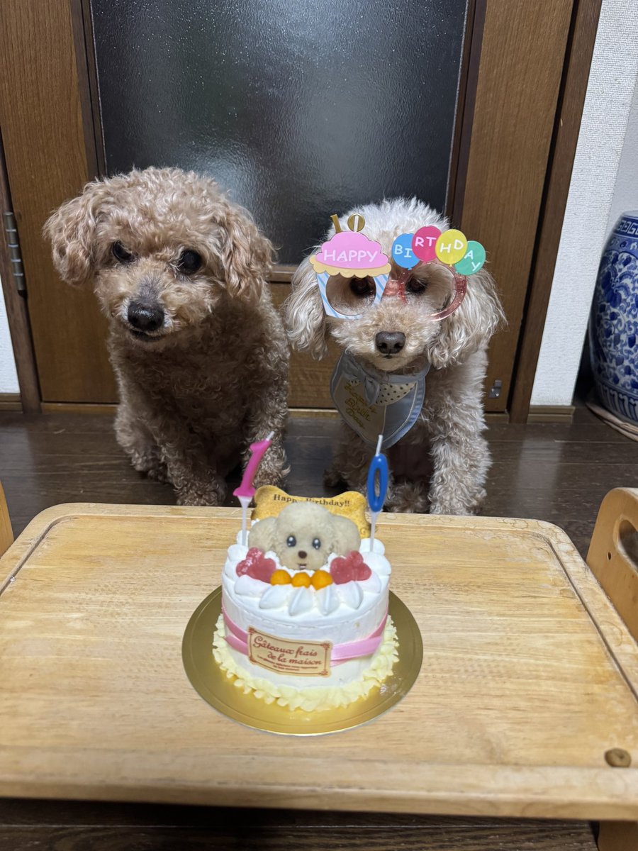 DreamKuru's tweet photo. 本日プリンは10歳になりました( * ॑꒳ ॑*)🍀*゜
もうすっかりおばちゃんだけど私にとっては永遠の赤ちゃん👶
いつまでも元気でいてください。
大好きだよ♡♡ https://t.co/UvJRT19uwz