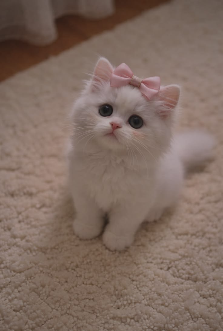 nekocatts's tweet photo. So girlie 🩷 https://t.co/pOkt1Tm4oE
