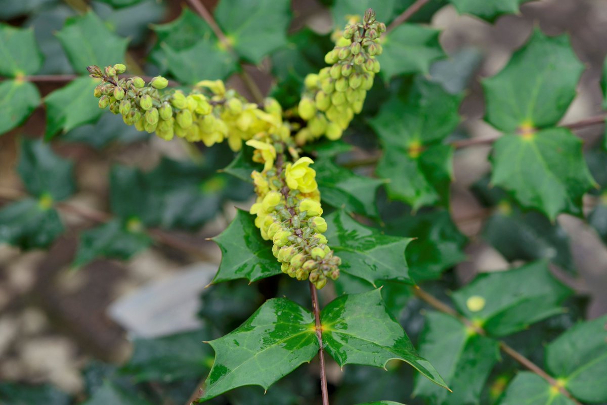 Garden Centre Association tweet media