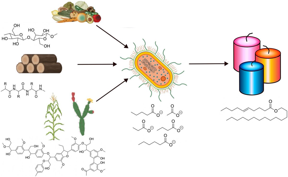 Microbial Biotechnology (MBT) tweet media