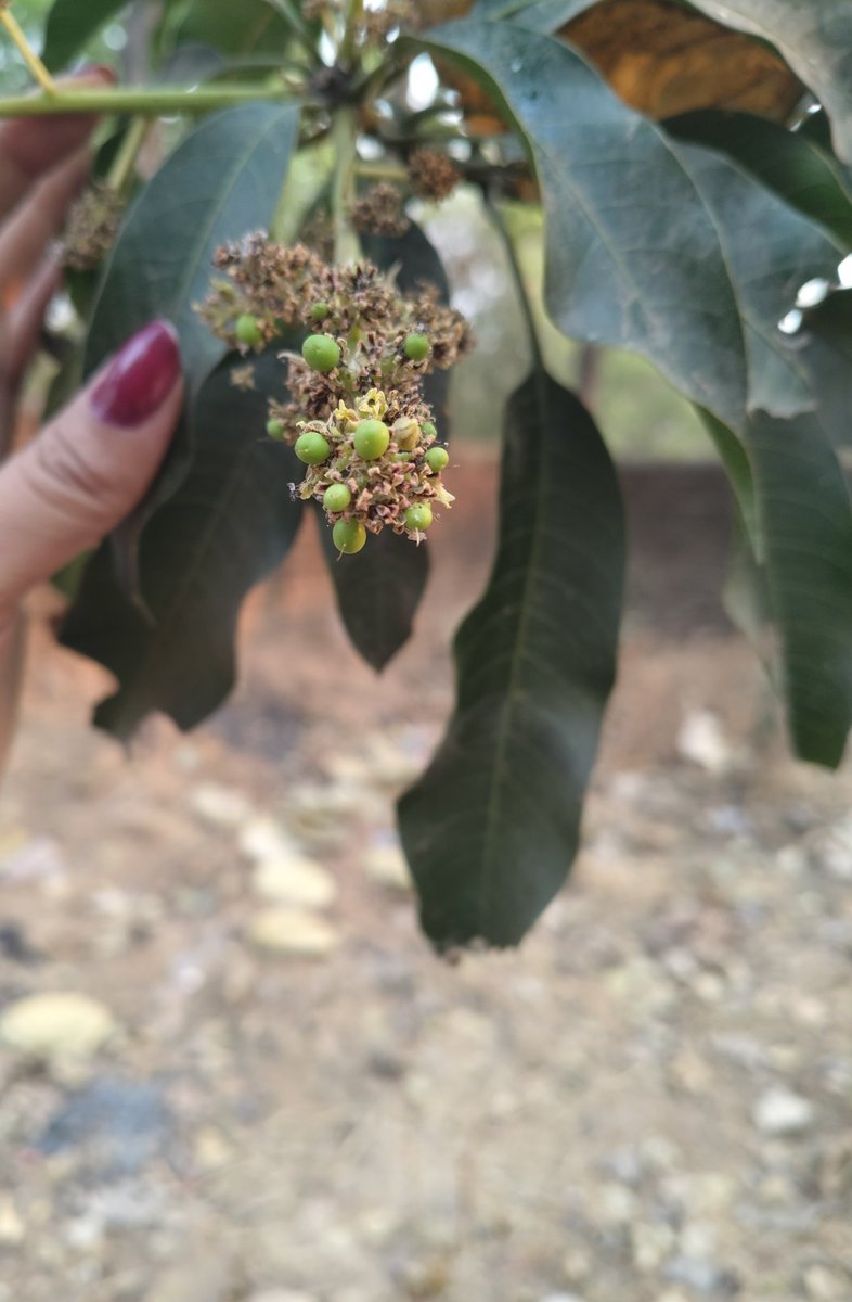 arpana_dhar's tweet image. अधूरा ज्ञान अक्सर अतिआत्मविश्वासी (Overconfident) होता , जिसमें नुकसान सिर्फ अपना होता।
यही समझी हूं मैं ....
#शुभ_दिन_वंदन 
#Lifelession
#TuesdayTruth