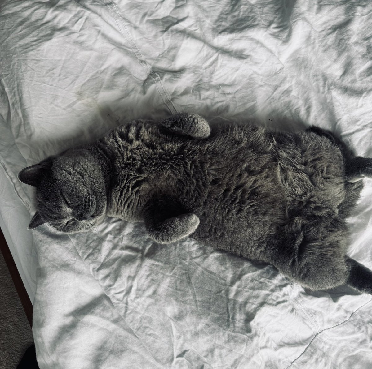 Blue 🐈‍⬛ tweet media