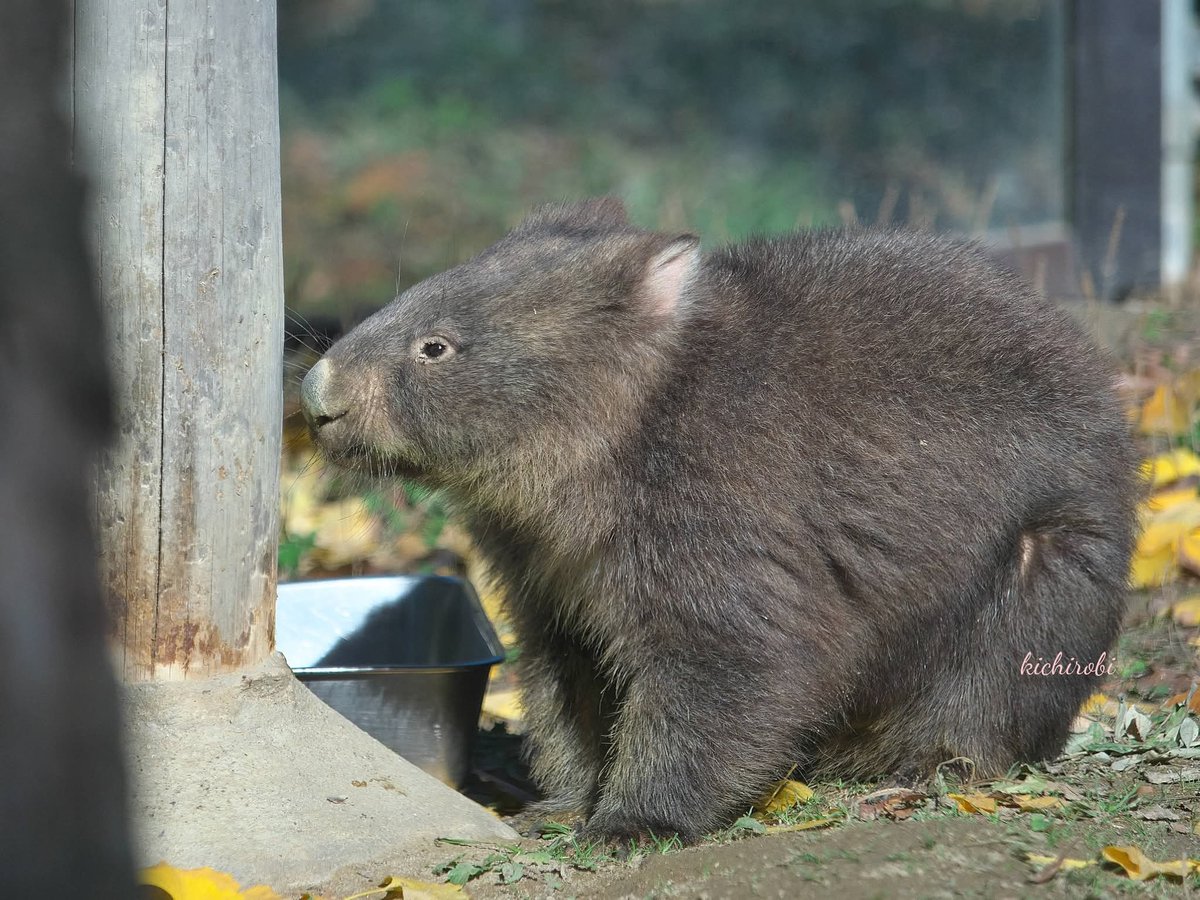 kikichirobin's tweet image. 何を探してるのかな？

　#コウ　#コウくん　#kou　#ko #コウ君大好き　#ありがとうコウ君　#五月山動物園 　#池田市　#ウォンバット　　#wombat　#wombatlove　 #satsukiyamazoo