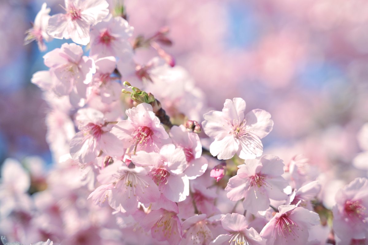 y.📸 (@pic_album00) on Twitter photo 