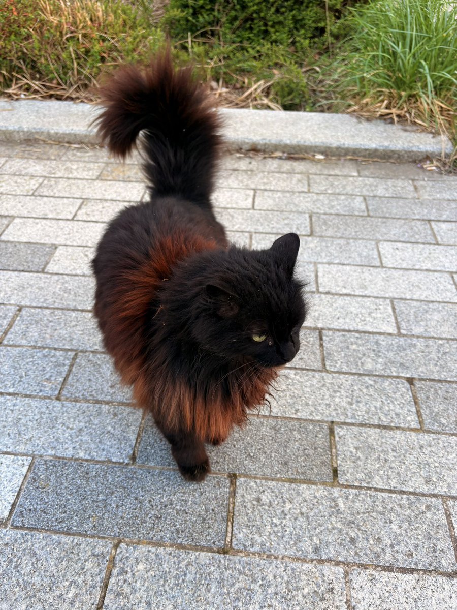 Black cats are not bad luck tweet media