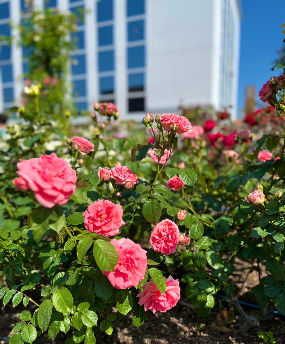 スタジオ ルシエル tweet media