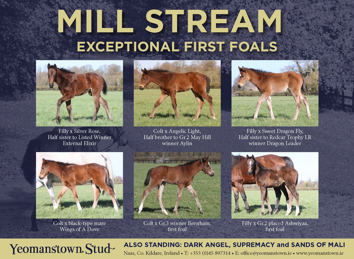 Yeomanstown Stud tweet media