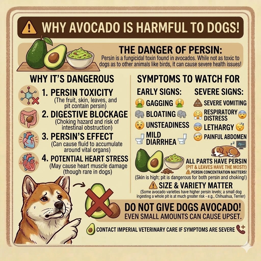 NaturePeak's tweet photo. ⚠️ Some common foods in your kitchen can secretly harm your dog.

Your pet’s safety starts with knowledge and awareness. 🐾

If your pet eats any of these foods and starts showing unusual symptoms, contact Imperial Veterinary Care immediately.

📞 Call/WhatsApp: 08069030376 https://t.co/vkVl2SjCDi