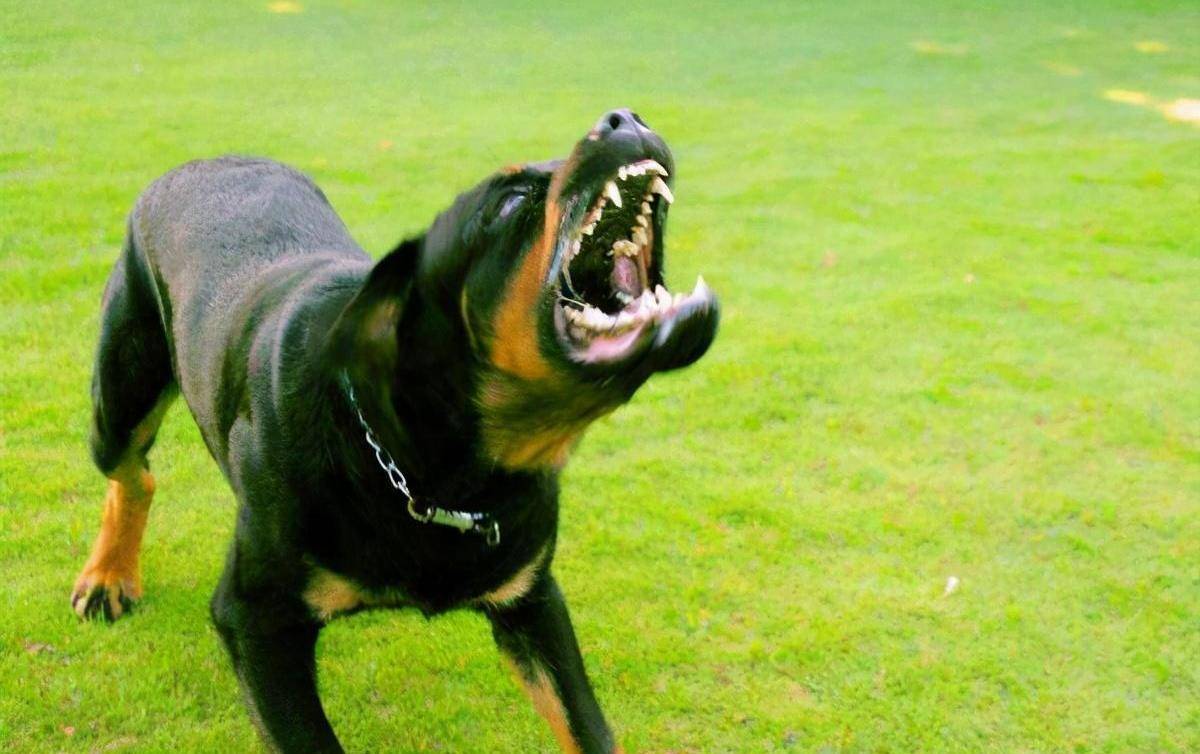 miguel alcantara tweet media