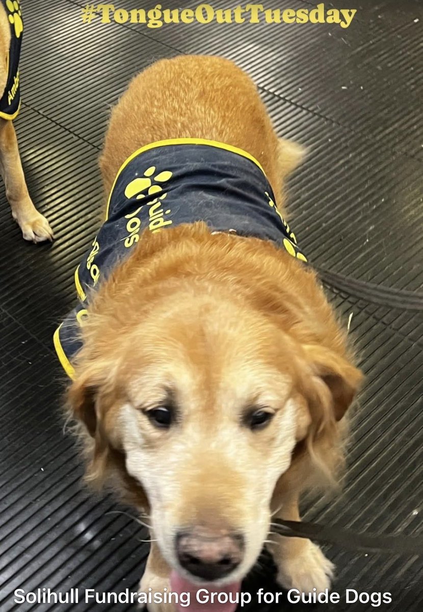 Solihull Guide Dogs tweet media