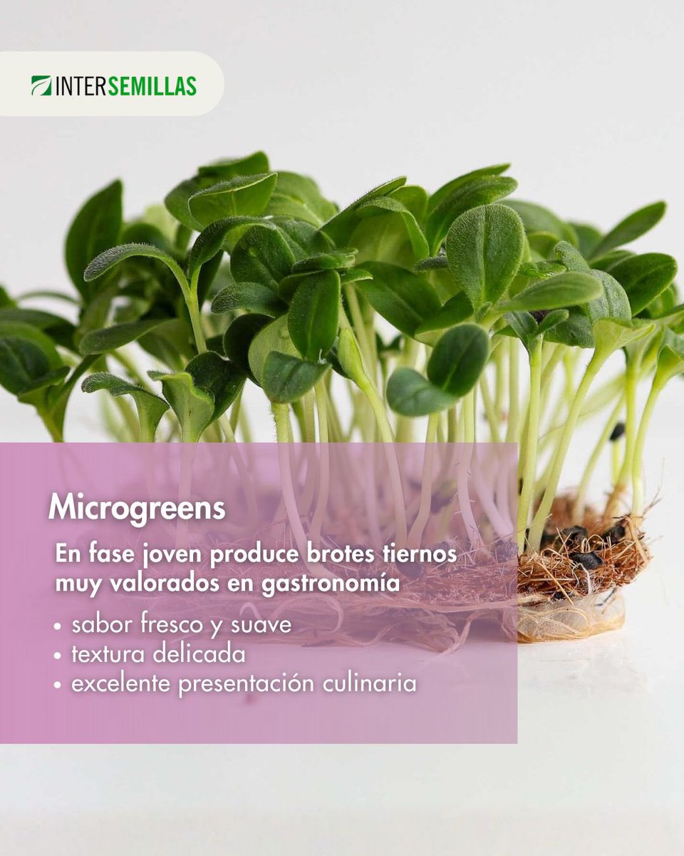 intersemillas1's tweet photo. 🌿 Borago officinalis
Una especie con múltiples aplicaciones:
🐝 Banda floral para polinizadores
🌸 Flor comestible
🌱 Microgreens
Versatilidad para integrar gastronomía, producción y biodiversidad agrícola.
#Biodiversidad #BandasFlorales #Intersemillas https://t.co/kERqxMadn7
