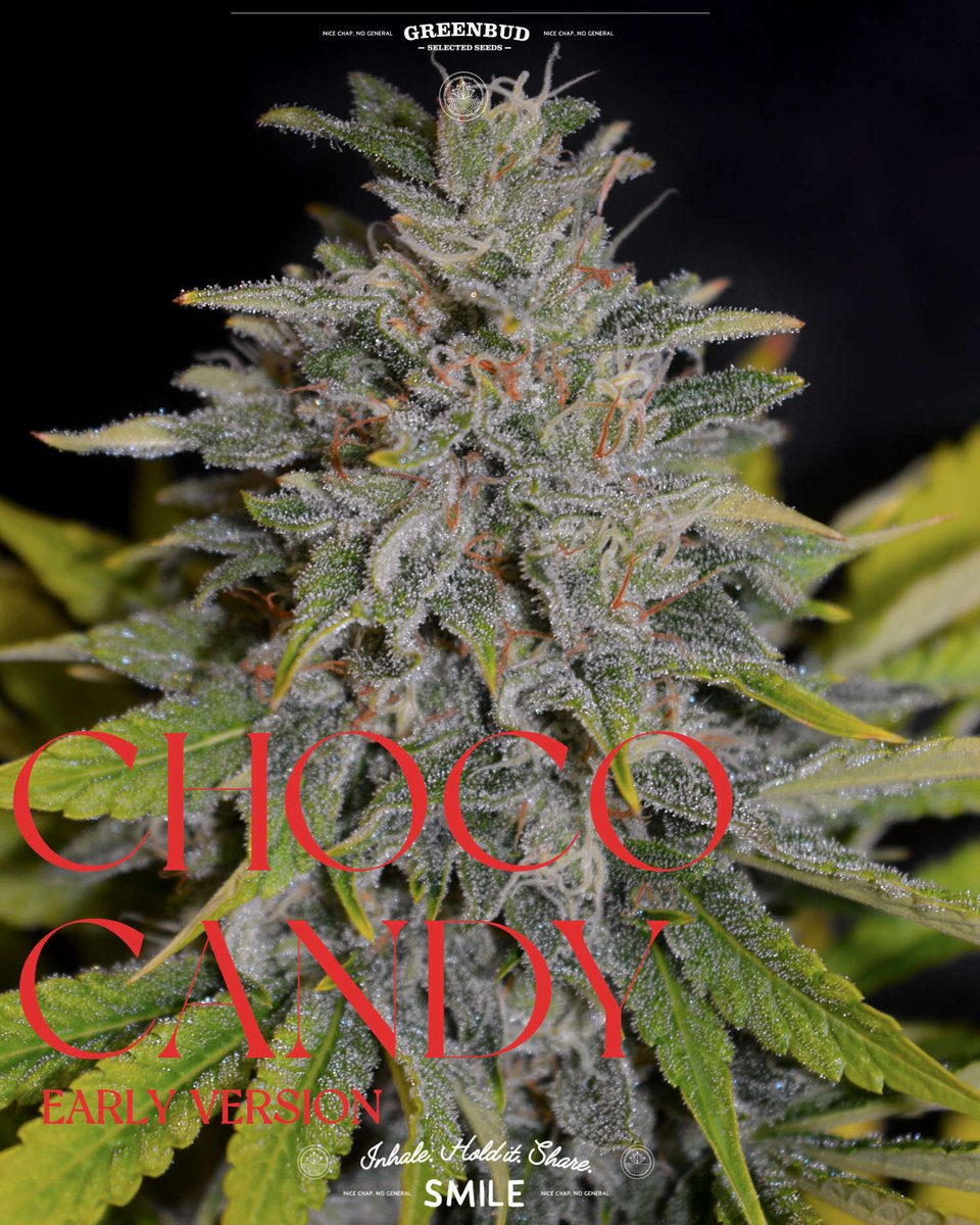 GreenbudSeeds's tweet photo. Choco Candy, now in Early Version. π±
A faster expression of a Classic Line favourite, keeping the same rich character while finishing earlier in the season.
Limited Edition built for growers watching the calendar.
#GreenbudSeeds #cannabiscommunity #weedlovers #weedtw https://t.co/PNMTUbusrA