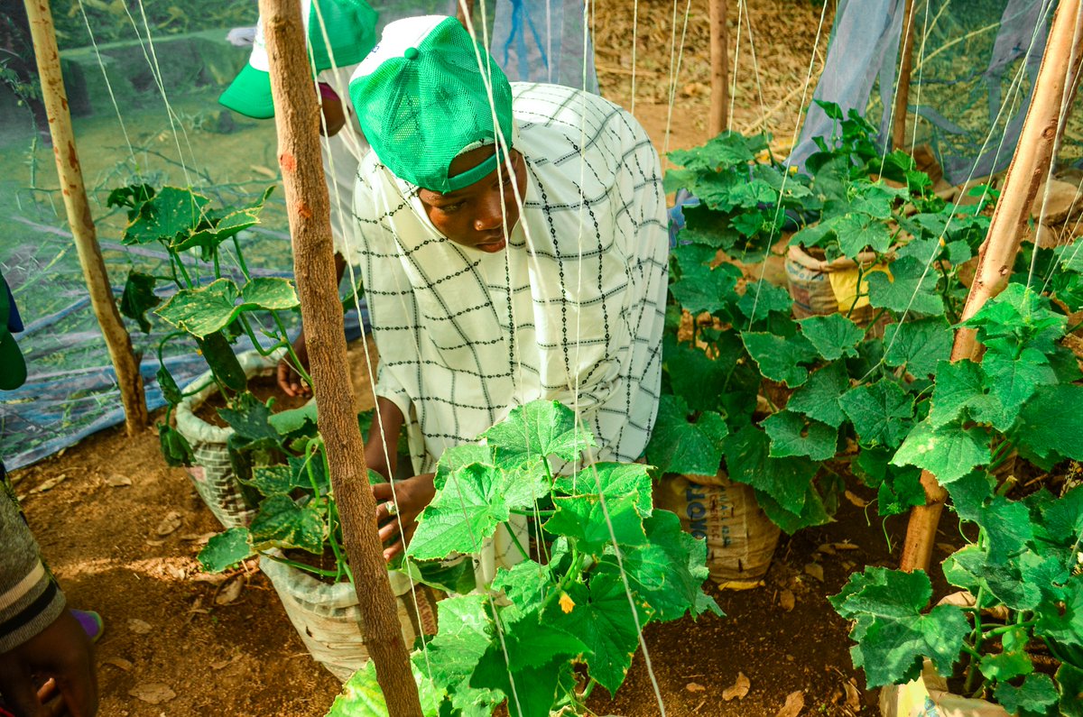 AlimatCare's tweet photo. 🌱 Harvest Time in Gela!

Under the @UNDPNigeria @theGEF @GEF_SGP funded project  ACF trained 20 young girls in Gela on climate-smart backyard farming. Today they are proudly harvesting cucumbers from their own gardens! 🥒
Empowering girls. Building climate resilience. https://t.co/EZSUD9ZWz3