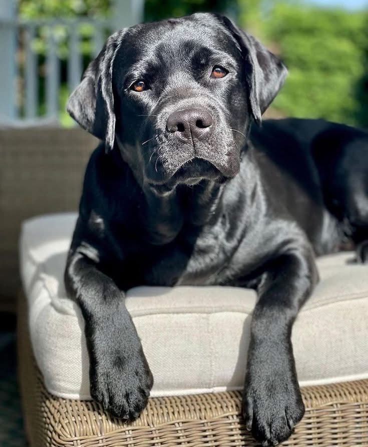 SrabonAhme81637's tweet photo. 🐶 Looking for the perfect family pet &amp; hunting companion? Meet our Labrador Pointer Hybrid Puppies &amp; Started Dogs!

📸 See photos &amp; get yours today:
👉 https://t.co/NhiVWttORY

#LabradorPointer #HybridRetriever #HuntingDogs #PuppiesForSale #DogLovers #PointerDog #GunDog https://t.co/aSjR7GcXg2