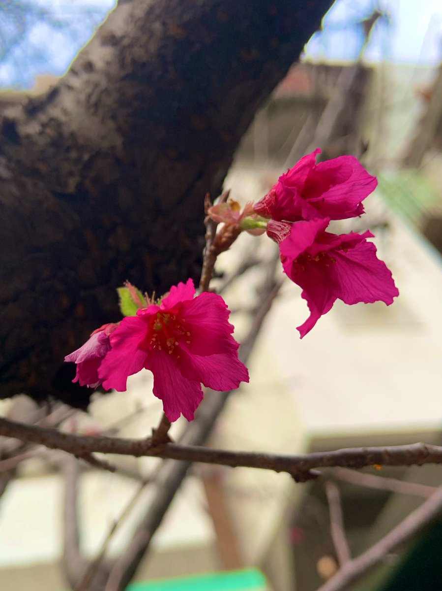 sharonlin0915's tweet photo. 開花了 https://t.co/dnDalHSdSy
