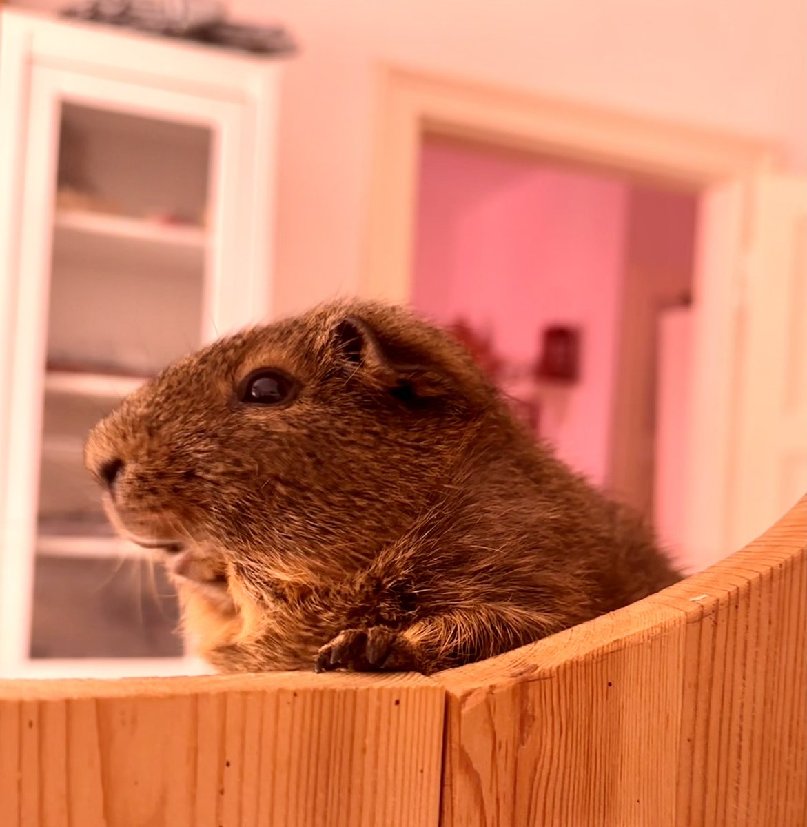 Anna Rebella, the woman, the myth, the legend tweet media