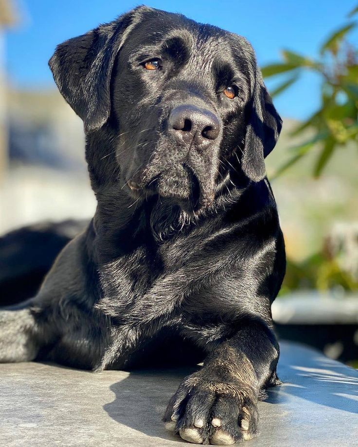 Giftcardsender's tweet photo. @Matt_VanDyke 🐶 Looking for the perfect family pet &amp; hunting companion? Meet our Labrador Pointer Hybrid Puppies &amp; Started Dogs!

📸 See photos &amp; get yours today:
👉 https://t.co/nKRQgzzkRc

#LabradorPointer #HybridRetriever #HuntingDogs #PuppiesForSale #DogLovers #PointerDog #GunDog https://t.co/9YRqDH2jln