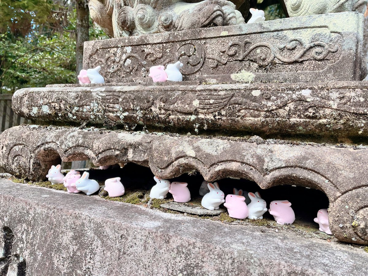_yu250's tweet photo. #佐倉リコ 先生◝❤︎ @ricosakura000 

先日宇佐美くんたち4人が修学旅行で訪れた京都のうさぎ神社🐰⛩に行ってきました( •⌄• )ノ
至る所うさぎだらけで可愛かったです🩷

京都一美味しいと有名なわらび餅も食べました！お花みたいでビジュがとっても可愛いです︎ ❁⃘*.ﾟ https://t.co/mzyhyKVyBX