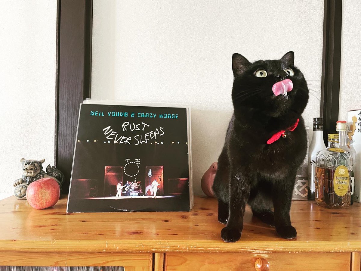 猫別府 tweet media