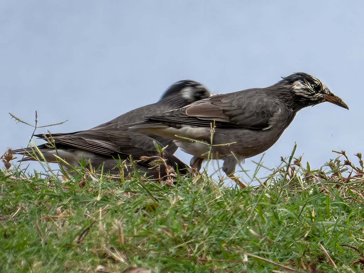 Josep Maria Rebés tweet media