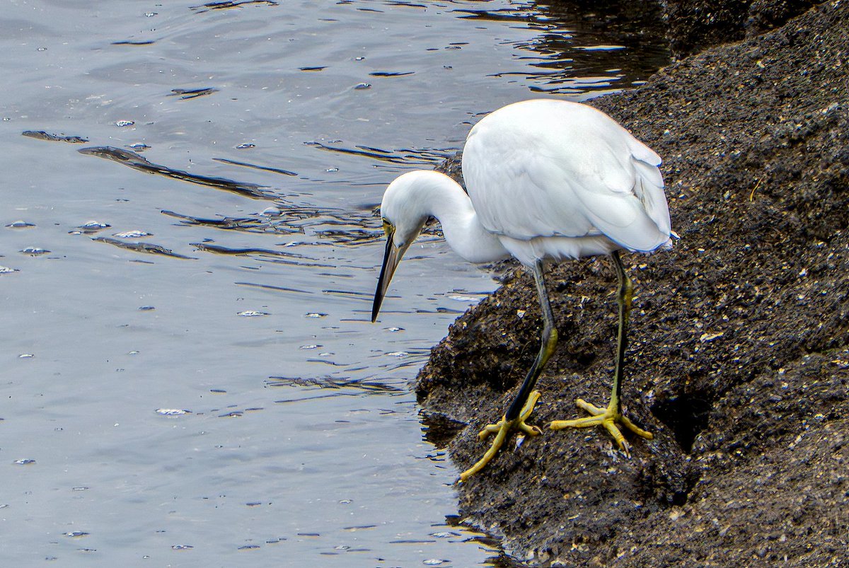 Josep Maria Rebés tweet media