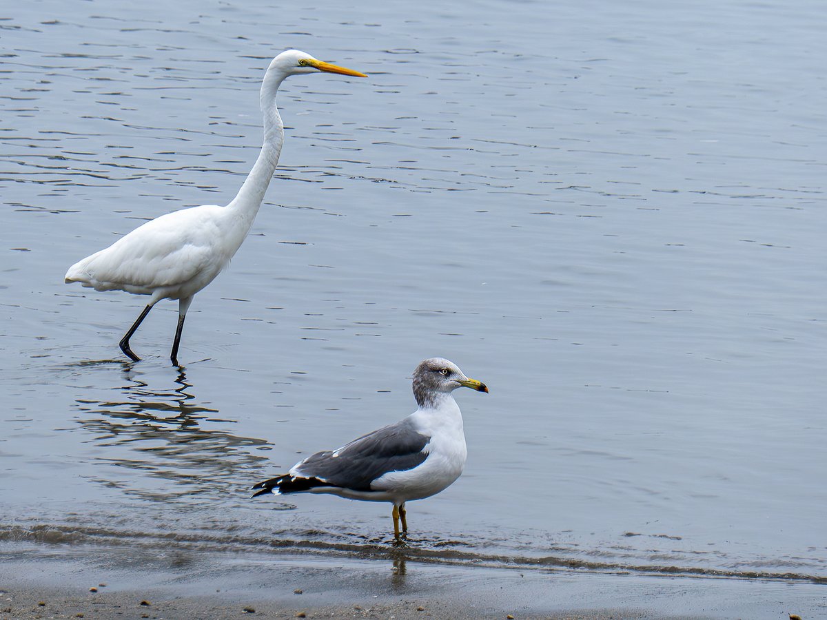 Josep Maria Rebés tweet media