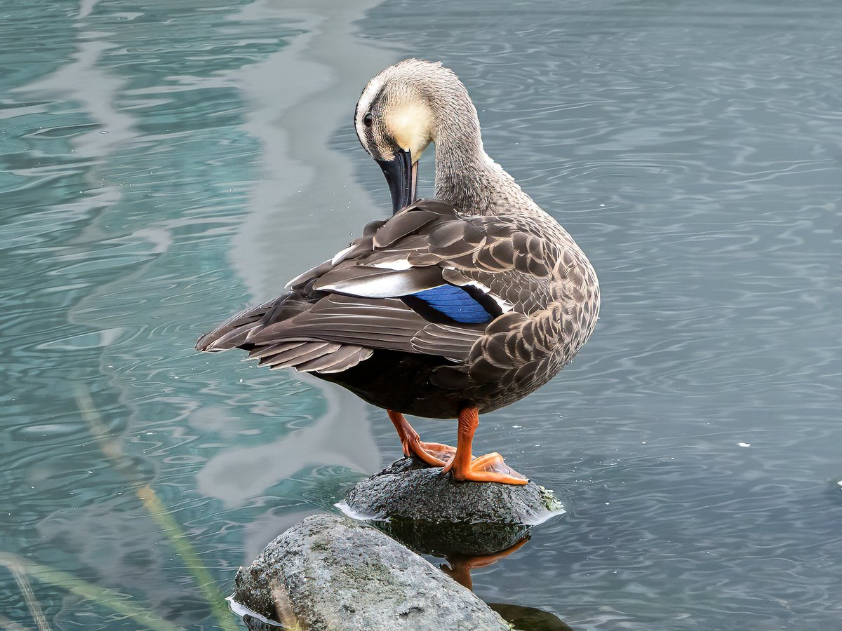 Josep Maria Rebés tweet media