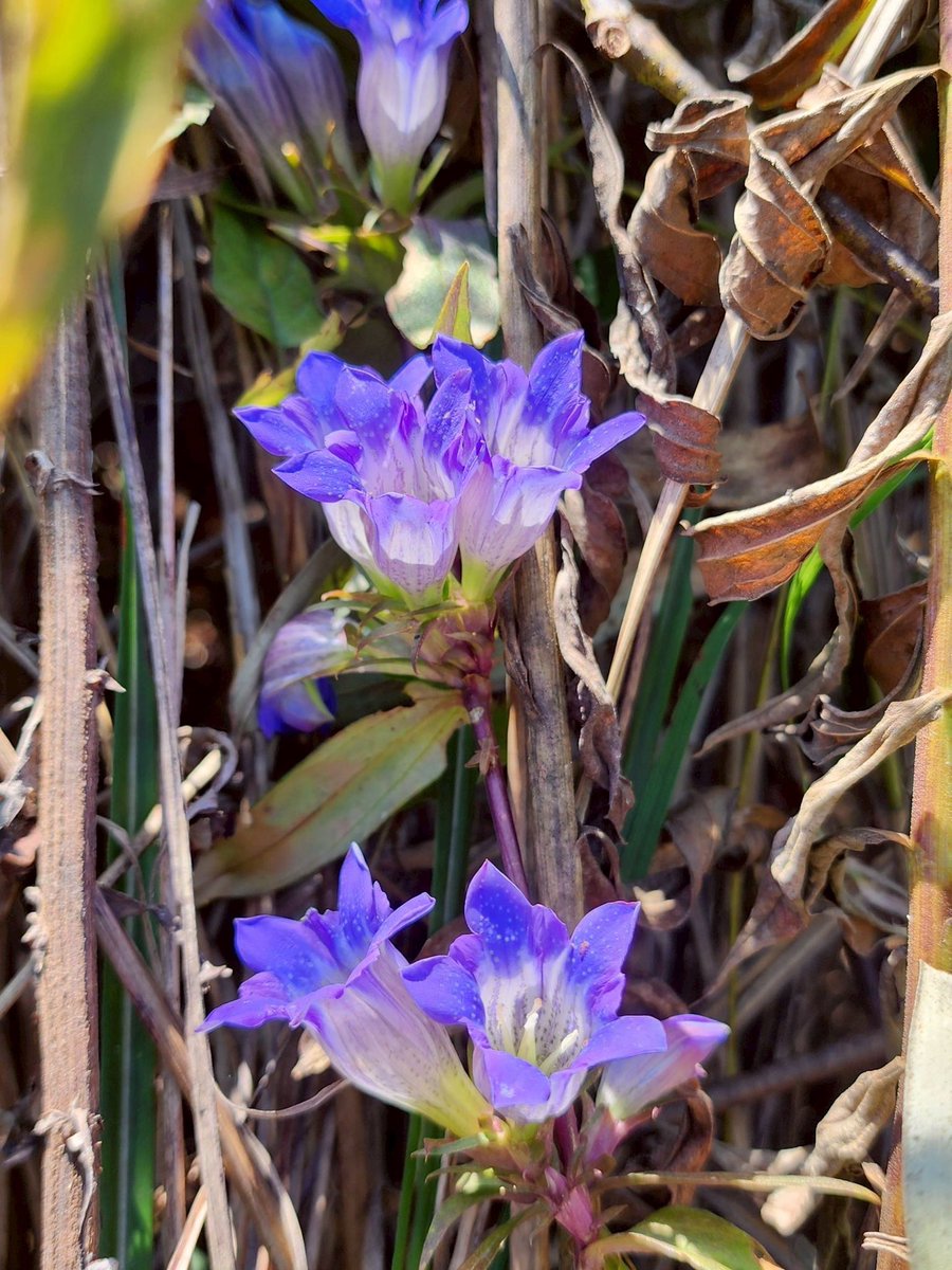 HirakoBiologyC's tweet photo. リンドウ
花言葉は「勝利」
頑張る受験生を後押しする秋の花です！ https://t.co/F7BJlzLuPg