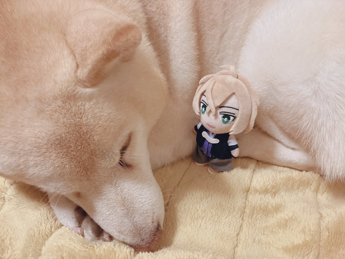 わんまぼBefore After