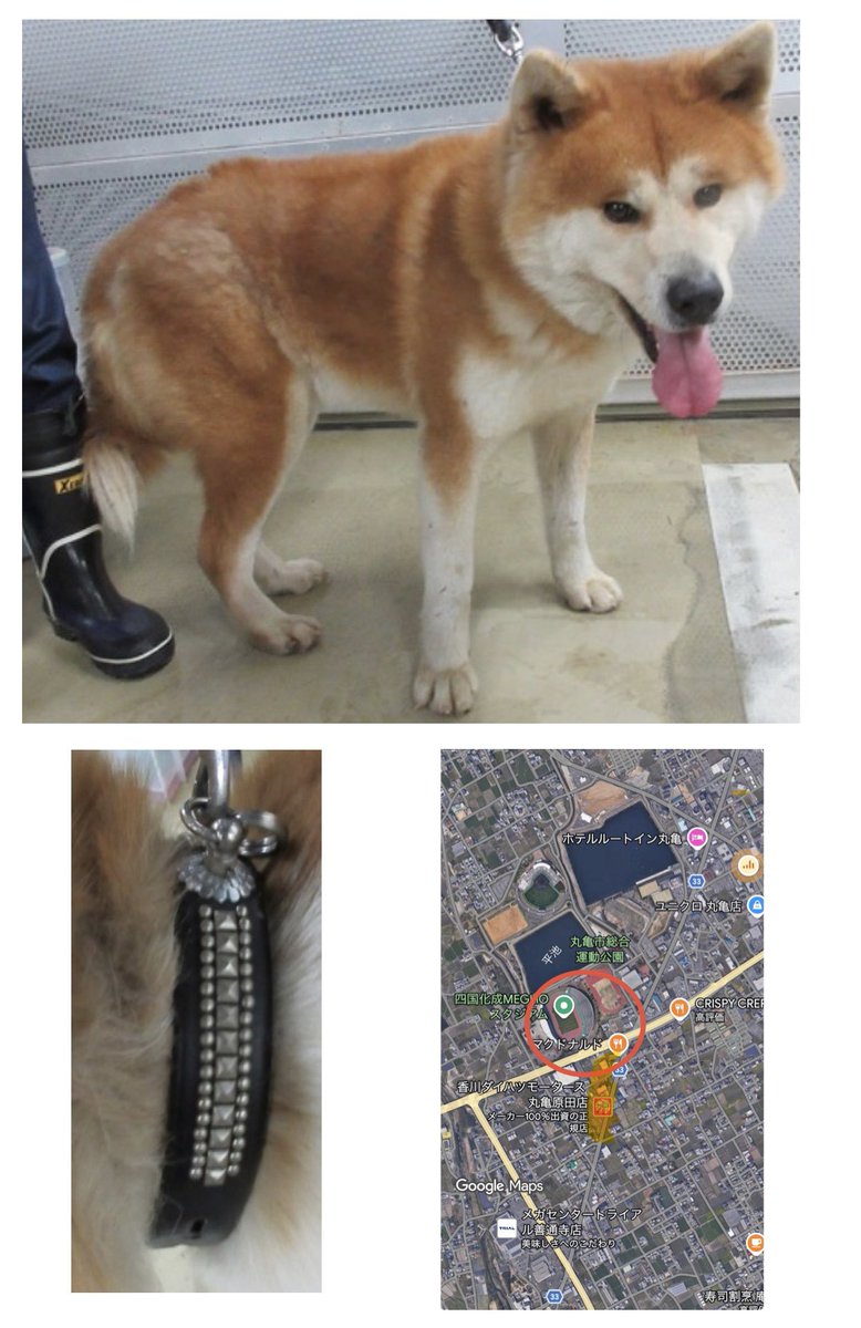 🟦香川県 中讃保健所保護迷い犬🟦
管理番号2530650
推定1〜5歳 秋田犬風の男の子を保護しました
黒の革製首輪をしていたそう
不安そうに飼い主さんのこと待ってますよ

お心当たりのある方は至急ご連絡下さい🙇

中讃保健所📞0877-24-9964

迷子札の装着を🙏
声なき子がお家に帰れる唯一の手段です🙇