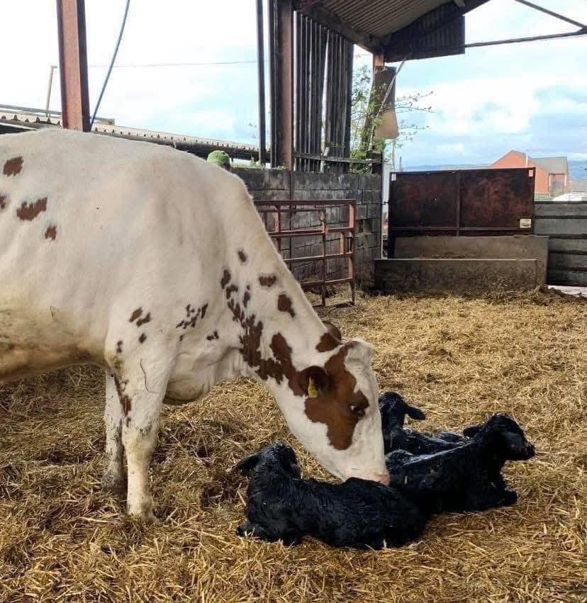 FarmingUK tweet media