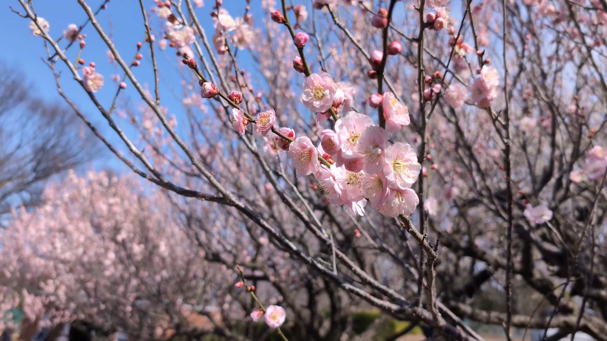 mutenrousi's tweet photo. 【VLOG】梅林《桐生市南公園》梅まつり 群馬県桐生市広沢町 2026.03.01
行った事の無い場所で、家から一番近い群馬の梅林と言う事で、桐生市南公園に行って見ました。
https://t.co/LsdMUSLW5M
#梅林 #桐生市南公園 #梅まつり #群馬県 #桐生市 #観光 https://t.co/OOqvSM1e6j
